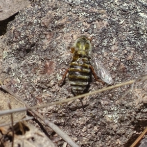 Trichopsidea oestracea at Jerrabomberra, ACT - 22 Nov 2017 10:33 AM