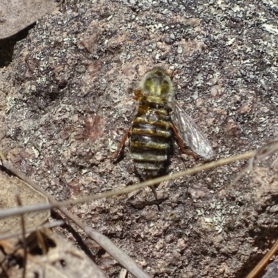 Trichopsidea oestracea (Tangle-vein fly) at Jerrabomberra, ACT - 21 Nov 2017 by roymcd