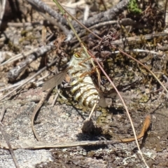 Trichopsidea oestracea at Jerrabomberra, ACT - 22 Nov 2017 10:33 AM