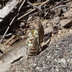 Trichopsidea oestracea at Jerrabomberra, ACT - 22 Nov 2017 10:33 AM