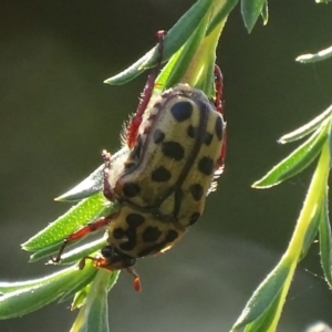 Neorrhina punctata at Paddys River, ACT - 17 Dec 2017