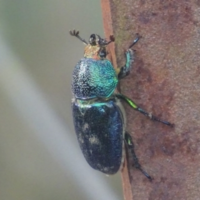 Lamprima aurata (Golden stag beetle) at Paddys River, ACT - 17 Dec 2017 by roymcd