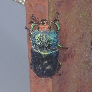 Lamprima aurata at Paddys River, ACT - 17 Dec 2017 05:48 PM