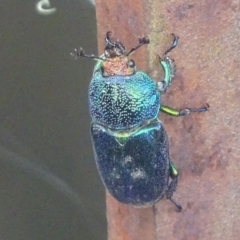 Lamprima aurata at Paddys River, ACT - 17 Dec 2017