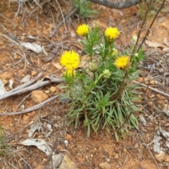 Rutidosis leptorhynchoides (Button Wrinklewort) at Deakin, ACT - 18 Dec 2017 by nath_kay