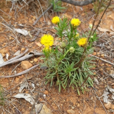 Rutidosis leptorhynchoides (Button Wrinklewort) at Deakin, ACT - 18 Dec 2017 by nathkay