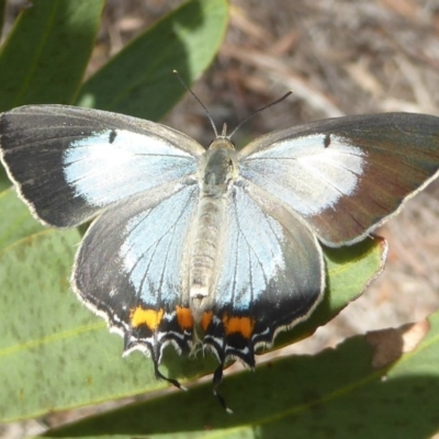 Jalmenus evagoras (Imperial Hairstreak) at Acton, ACT - 17 Dec 2017 by Christine