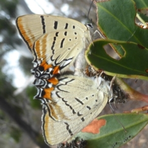 Jalmenus evagoras at Acton, ACT - 18 Dec 2017 12:00 AM