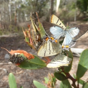 Jalmenus evagoras at Acton, ACT - 18 Dec 2017 12:00 AM