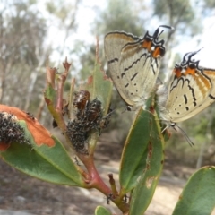 Jalmenus evagoras at Acton, ACT - 18 Dec 2017 12:00 AM