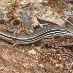 Ctenotus taeniolatus (Copper-tailed Skink) at ANBG - 17 Dec 2017 by Christine