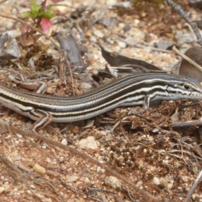 Ctenotus taeniolatus (Copper-tailed Skink) at Acton, ACT - 18 Dec 2017 by Christine