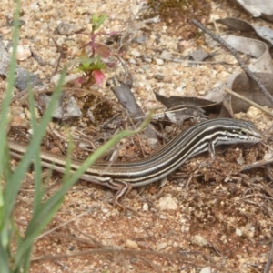 Ctenotus taeniolatus at Acton, ACT - 18 Dec 2017