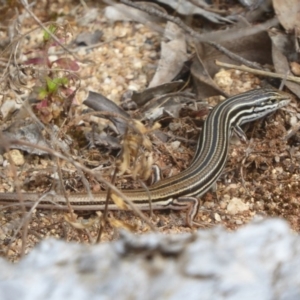 Ctenotus taeniolatus at Acton, ACT - 18 Dec 2017 12:00 AM