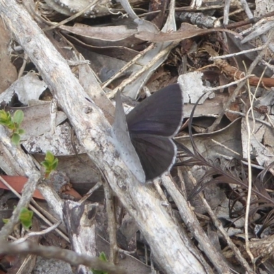 Erina hyacinthina (Varied Dusky-blue) at Acton, ACT - 17 Dec 2017 by Christine