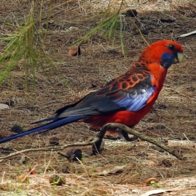 Platycercus elegans (Crimson Rosella) at Acton, ACT - 18 Dec 2017 by RodDeb