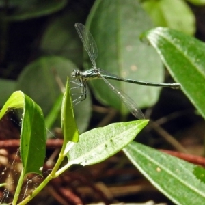 Austroargiolestes icteromelas at Acton, ACT - 18 Dec 2017