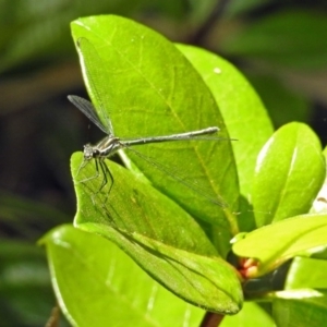 Austroargiolestes icteromelas at Acton, ACT - 18 Dec 2017