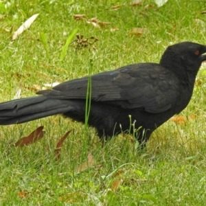 Corcorax melanorhamphos at Acton, ACT - 18 Dec 2017