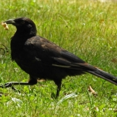 Corcorax melanorhamphos at Acton, ACT - 18 Dec 2017 10:03 AM