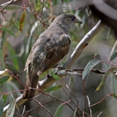 Ptilonorhynchus violaceus (Satin Bowerbird) at Acton, ACT - 17 Dec 2017 by RodDeb