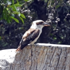 Dacelo novaeguineae (Laughing Kookaburra) at Acton, ACT - 18 Dec 2017 by RodDeb