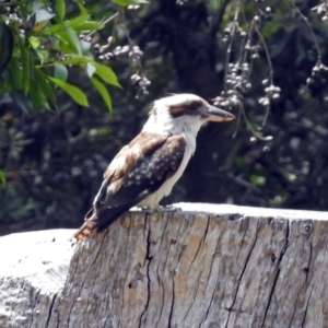 Dacelo novaeguineae at Acton, ACT - 18 Dec 2017 10:07 AM