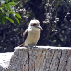 Dacelo novaeguineae at Acton, ACT - 18 Dec 2017 10:07 AM