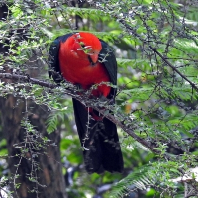 Alisterus scapularis (Australian King-Parrot) at Acton, ACT - 17 Dec 2017 by RodDeb