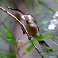 Acanthorhynchus tenuirostris (Eastern Spinebill) at Acton, ACT - 18 Dec 2017 by RodDeb