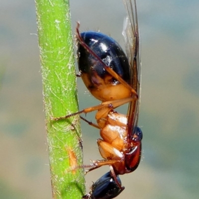 Camponotus consobrinus (Banded sugar ant) at National Arboretum Forests - 15 Dec 2017 by HarveyPerkins