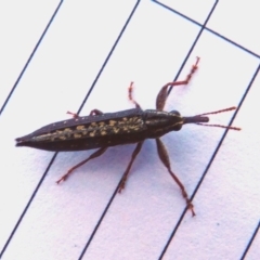 Rhinotia sp. (genus) (Unidentified Rhinotia weevil) at Deakin, ACT - 15 Dec 2017 by HarveyPerkins