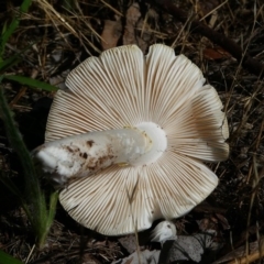 zz agaric (stem; gills white/cream) at Jerrabomberra, ACT - 16 Dec 2017