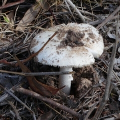 zz agaric (stem; gills white/cream) at Jerrabomberra, ACT - 16 Dec 2017