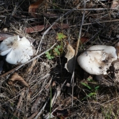 zz agaric (stem; gills white/cream) at Jerrabomberra, ACT - 16 Dec 2017