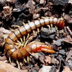 Cormocephalus aurantiipes (Orange-legged Centipede) at Symonston, ACT - 16 Dec 2017 by HarveyPerkins