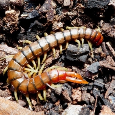 Cormocephalus aurantiipes (Orange-legged Centipede) at Callum Brae - 15 Dec 2017 by HarveyPerkins