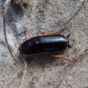 Melanozosteria dookiensis at Hume, ACT - 16 Dec 2017