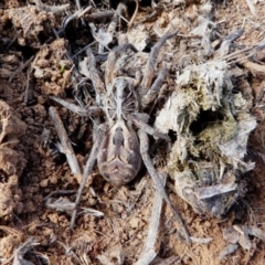 Tasmanicosa sp. (genus) (Unidentified Tasmanicosa wolf spider) at Hume, ACT - 15 Dec 2017 by HarveyPerkins