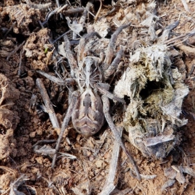 Tasmanicosa sp. (genus) (Unidentified Tasmanicosa wolf spider) at Hume, ACT - 15 Dec 2017 by HarveyPerkins