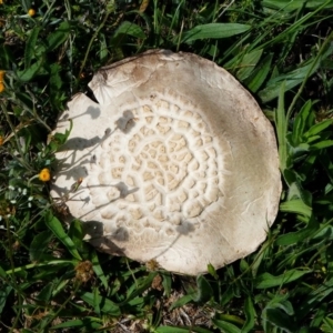 Agaricus sp. at Hume, ACT - 16 Dec 2017 09:48 AM