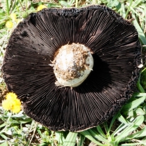 Agaricus sp. at Hume, ACT - 16 Dec 2017 09:48 AM