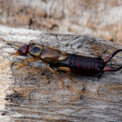 Forficula auricularia (European Earwig) at Hume, ACT - 15 Dec 2017 by HarveyPerkins