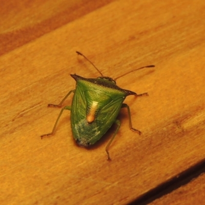 Cuspicona thoracica (Shield bug) at Greenway, ACT - 19 Nov 2017 by michaelb