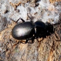 Adelium brevicorne (Bronzed field beetle) at Hume, ACT - 15 Dec 2017 by HarveyPerkins