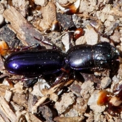 Carenum tinctilatum (Digger carab beetle) at Hume, ACT - 16 Dec 2017 by HarveyPerkins