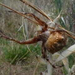 Araneidae (family) (Orb weaver) at Jerrabomberra, NSW - 16 Dec 2017 by HarveyPerkins