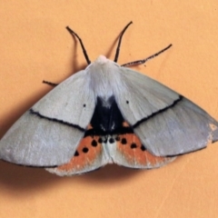 Gastrophora henricaria (Fallen-bark Looper, Beautiful Leaf Moth) at O'Connor, ACT - 18 Dec 2017 by ibaird