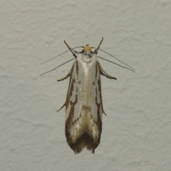 Philobota cretacea (A concealer moth) at Greenway, ACT - 20 Nov 2017 by michaelb