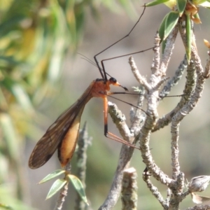 Harpobittacus australis at Conder, ACT - 16 Dec 2017